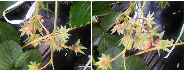 1513326623266257Ptyk.jpg 未標題-2=3.jpg