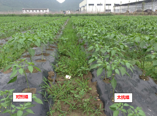 1513332666980999ohXO.jpg 未標(biāo)題-2.jpg