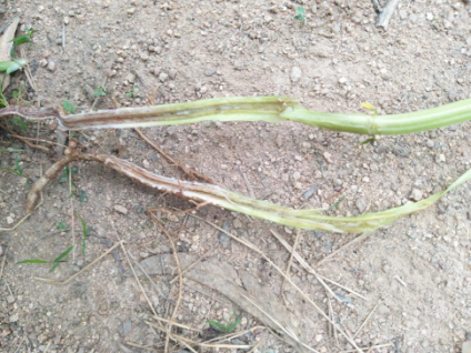 15156690153597182Pxp.png blob.png