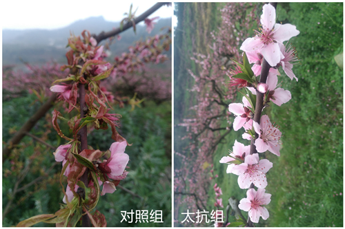 1527748184494657yojL.png 圖片3.png