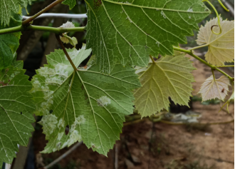 1554772377536003Hicu.png 圖片2.png