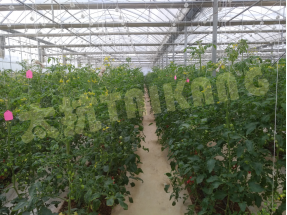 1574818974572739BrqF.png blob.png